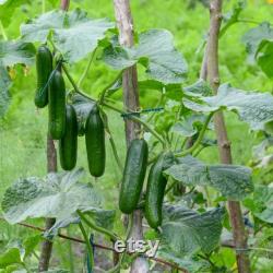 Cucumber Organic Seeds, 30 Count engelköy Cucumber Seeds, Cucumber Seed for Garden and Pot, Non-GMO Heirloom, Open Pollinated