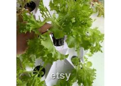 DIY Hydroponic System 48 Holes IndoorOutdoor Growing System Home Gardening
