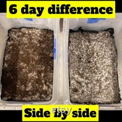 DRMyc MGP Plus (TrichEVICT) Turn your hobby into a harvest with DRMyc Mushroom Growth Promoting substrate probiotics 10 g treats 200 lbs
