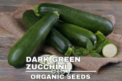 Dark Green Zucchini, Organic Seeds, 30 Count, High Germination, Open Pollinated, Non-GMO Heirloom, (Cucurbita pepo)