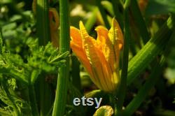 Dark Green Zucchini, Organic Seeds, 30 Count, High Germination, Open Pollinated, Non-GMO Heirloom, (Cucurbita pepo)