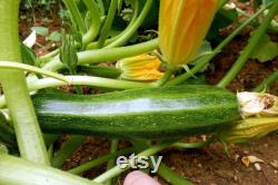 Dark Green Zucchini, Organic Seeds, 30 Count, High Germination, Open Pollinated, Non-GMO Heirloom, (Cucurbita pepo)