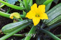 Dark Green Zucchini, Organic Seeds, 30 Count, High Germination, Open Pollinated, Non-GMO Heirloom, (Cucurbita pepo)
