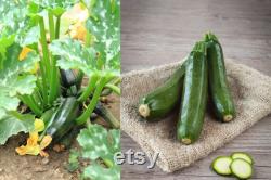 Dark Green Zucchini, Organic Seeds, 30 Count, High Germination, Open Pollinated, Non-GMO Heirloom, (Cucurbita pepo)