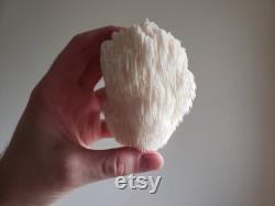 Dried Organic Lion's Mane Whole or Powdered