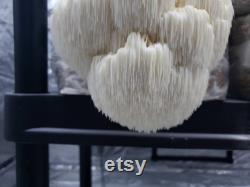 Dried Organic Lion's Mane Whole or Powdered