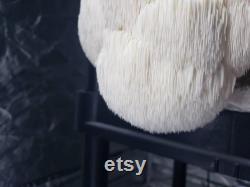 Dried Organic Lion's Mane Whole or Powdered