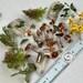 Dried Small Mushrooms Natural Mini Garden Tiny Little Fungus Birch Bark Moss Pixie Cup For Resin Jewelry Rustic Decor Crafts Fairy