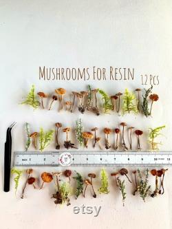 Dried small mushrooms Natural mini garden tiny little fungus Birch bark moss pixie cup for Resin jewelry Rustic decor Crafts fairy