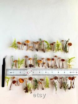 Dried small mushrooms Natural mini garden tiny little fungus Birch bark moss pixie cup for Resin jewelry Rustic decor Crafts fairy