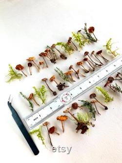Dried small mushrooms Natural mini garden tiny little fungus Birch bark moss pixie cup for Resin jewelry Rustic decor Crafts fairy