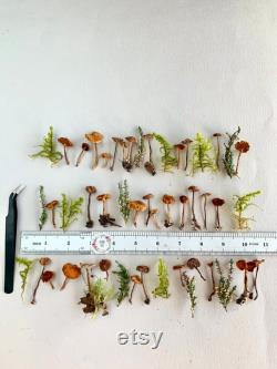 Dried small mushrooms Natural mini garden tiny little fungus Birch bark moss pixie cup for Resin jewelry Rustic decor Crafts fairy