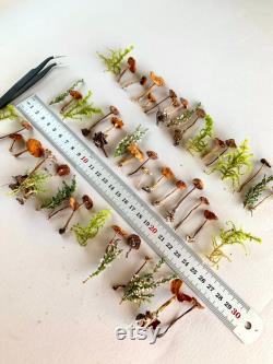 Dried small mushrooms Natural mini garden tiny little fungus Birch bark moss pixie cup for Resin jewelry Rustic decor Crafts fairy