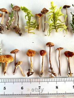 Dried small mushrooms Natural mini garden tiny little fungus Birch bark moss pixie cup for Resin jewelry Rustic decor Crafts fairy