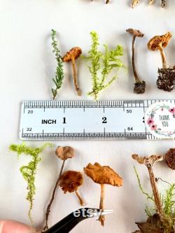 Dried small mushrooms Natural mini garden tiny little fungus Birch bark moss pixie cup for Resin jewelry Rustic decor Crafts fairy