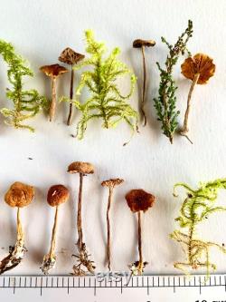 Dried small mushrooms Natural mini garden tiny little fungus Birch bark moss pixie cup for Resin jewelry Rustic decor Crafts fairy
