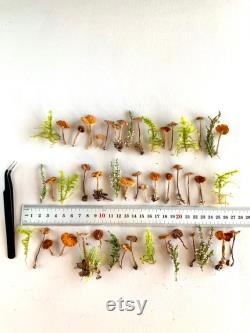 Dried small mushrooms Natural mini garden tiny little fungus Birch bark moss pixie cup for Resin jewelry Rustic decor Crafts fairy