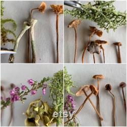 Dried small mushrooms Set of 30 pcs tiny little fungus Birch bark moss pixie cup for Resin jewelry Rustic decor Crafts fairy mini garden
