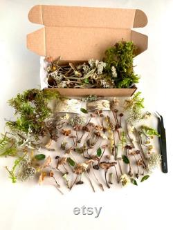 Dried small mushrooms Set of 70 pcs tiny little fungus Birch bark moss pixie cup for Resin jewelry Rustic decor Crafts fairy mini garden