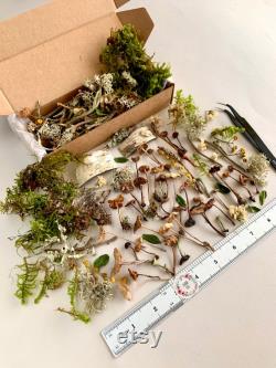 Dried small mushrooms Set of 70 pcs tiny little fungus Birch bark moss pixie cup for Resin jewelry Rustic decor Crafts fairy mini garden