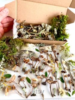 Dried small mushrooms Set of 70 pcs tiny little fungus Birch bark moss pixie cup for Resin jewelry Rustic decor Crafts fairy mini garden