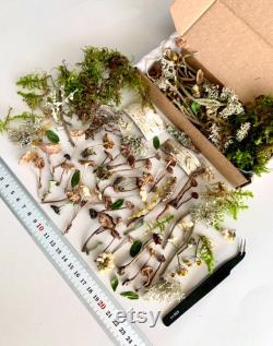 Dried small mushrooms Set of 70 pcs tiny little fungus Birch bark moss pixie cup for Resin jewelry Rustic decor Crafts fairy mini garden