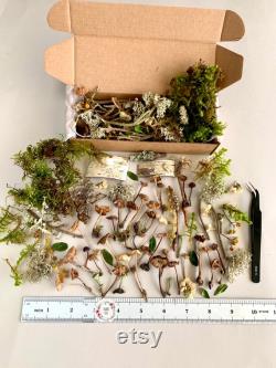 Dried small mushrooms Set of 70 pcs tiny little fungus Birch bark moss pixie cup for Resin jewelry Rustic decor Crafts fairy mini garden