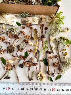 Dried small mushrooms Set of 70 pcs tiny little fungus Birch bark moss pixie cup for Resin jewelry Rustic decor Crafts fairy mini garden