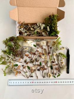 Dried small mushrooms Set of 70 pcs tiny little fungus Birch bark moss pixie cup for Resin jewelry Rustic decor Crafts fairy mini garden