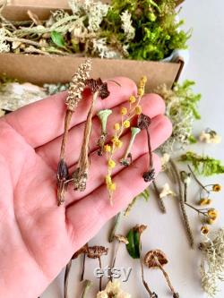 Dried small mushrooms Set of 70 pcs tiny little fungus Birch bark moss pixie cup for Resin jewelry Rustic decor Crafts fairy mini garden
