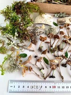 Dried small mushrooms Set of 70 pcs tiny little fungus Birch bark moss pixie cup for Resin jewelry Rustic decor Crafts fairy mini garden