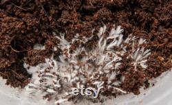 Dry Bulk CVG Substrate (Coco Coir, Vermiculite , Gypsum)