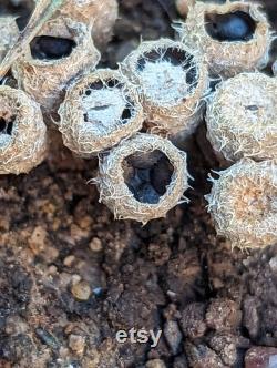 Dung-Loving Bird's Nest Fungus Mushroom Liquid Culture, Cyathus stercoreus