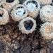 Dung-loving Bird's Nest Fungus Mushroom Liquid Culture, Cyathus Stercoreus