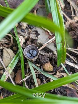 Dung-Loving Bird's Nest Fungus Mushroom Liquid Culture, Cyathus stercoreus