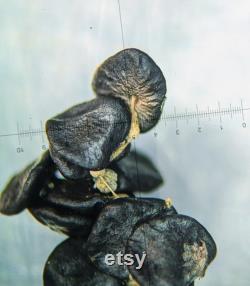 Dung-Loving Bird's Nest Fungus Mushroom Liquid Culture, Cyathus stercoreus