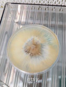 Dung-Loving Bird's Nest Fungus Mushroom Liquid Culture, Cyathus stercoreus