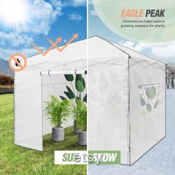 EAGLE PEAK 10'x 10' Portable Walk-in Pop-up Greenhouse with Front and Rear Roll-Up Zipper Entry Doors and 2 Large Roll-Up Side Windows