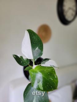 E- Philodendron White Wizard in 6 nursery Pot