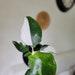 E- Philodendron White Wizard In 6 Nursery Pot