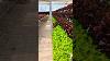 Early Summer Lettuce Crop Hydroponics Lettuce Boston Rosso Oakleaf Bionda Frisee Oman