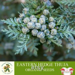 Eastern Hedge Thuja Organic Seeds, 5 Count Natural Thuja Seed, Thuja Plant for Pot and Garden, Non-GMO, Healthy Seeds