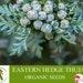 Eastern Hedge Thuja Organic Seeds, 5 Count Natural Thuja Seed, Thuja Plant For Pot And Garden, Non-gmo, Healthy Seeds