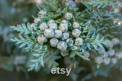 Eastern Hedge Thuja Organic Seeds, 5 Count Natural Thuja Seed, Thuja Plant for Pot and Garden, Non-GMO, Healthy Seeds