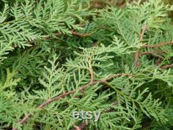 Eastern Hedge Thuja Organic Seeds, 5 Count Natural Thuja Seed, Thuja Plant for Pot and Garden, Non-GMO, Healthy Seeds