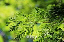 Eastern Hedge Thuja Organic Seeds, 5 Count Natural Thuja Seed, Thuja Plant for Pot and Garden, Non-GMO, Healthy Seeds