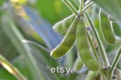 Edamame, Be Sweet (Soybean) Seeds, 50 Count Organic Be Sweet (Soybean) Edamame Seeds, Heirloom Vegetable, Open Pollinated Non-GMO