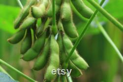 Edamame, Be Sweet (Soybean) Seeds, 50 Count Organic Be Sweet (Soybean) Edamame Seeds, Heirloom Vegetable, Open Pollinated Non-GMO