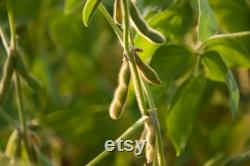 Edamame, Be Sweet (Soybean) Seeds, 50 Count Organic Be Sweet (Soybean) Edamame Seeds, Heirloom Vegetable, Open Pollinated Non-GMO
