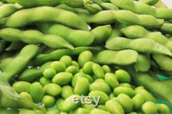 Edamame, Be Sweet (Soybean) Seeds, 50 Count Organic Be Sweet (Soybean) Edamame Seeds, Heirloom Vegetable, Open Pollinated Non-GMO